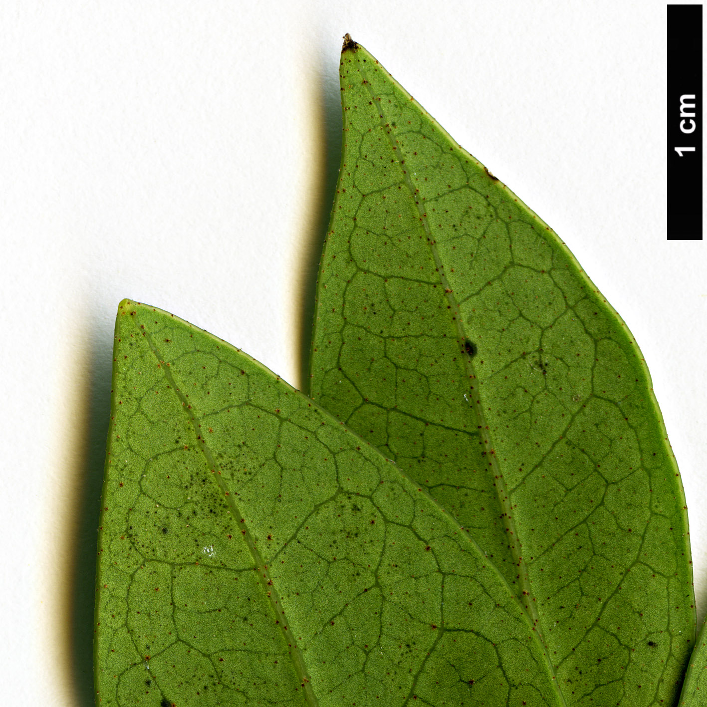 High resolution image: Family: Hamamelidaceae - Genus: Distylium - Taxon: racemosum